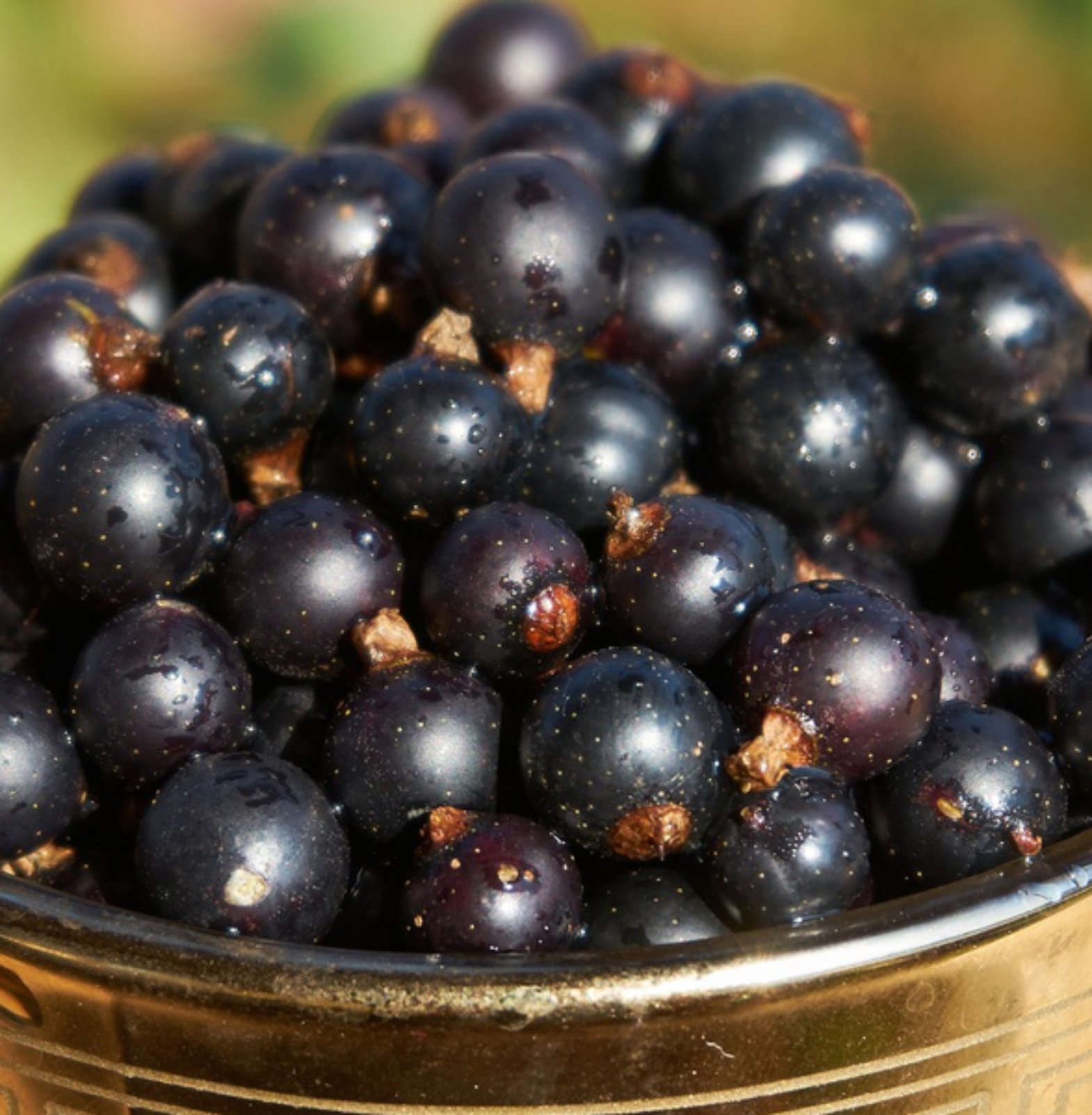 Dry Red-Currants in Trichy | Sivagire Traders