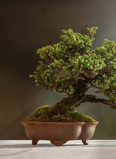bonsai-6114252_1280